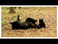 Mama black bear playing with her precious little cub!