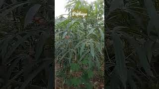 Suasana kampung cibubut sumedang