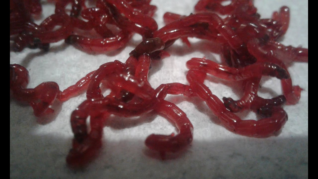 Ochotka płukanie... co jest ważne?