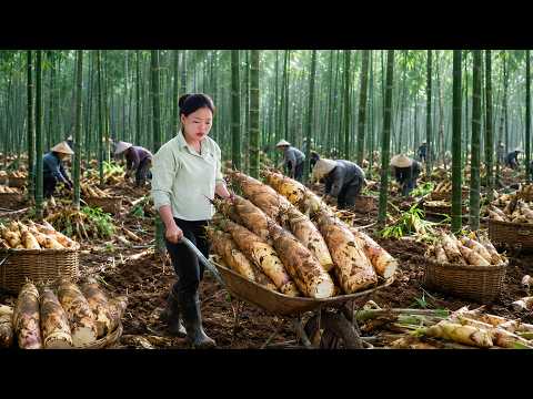 Deep Forest Bamboo Shoot Harvest | Fresh Early-Season Shoots for Market Sale | Enjoying Warm Dinner