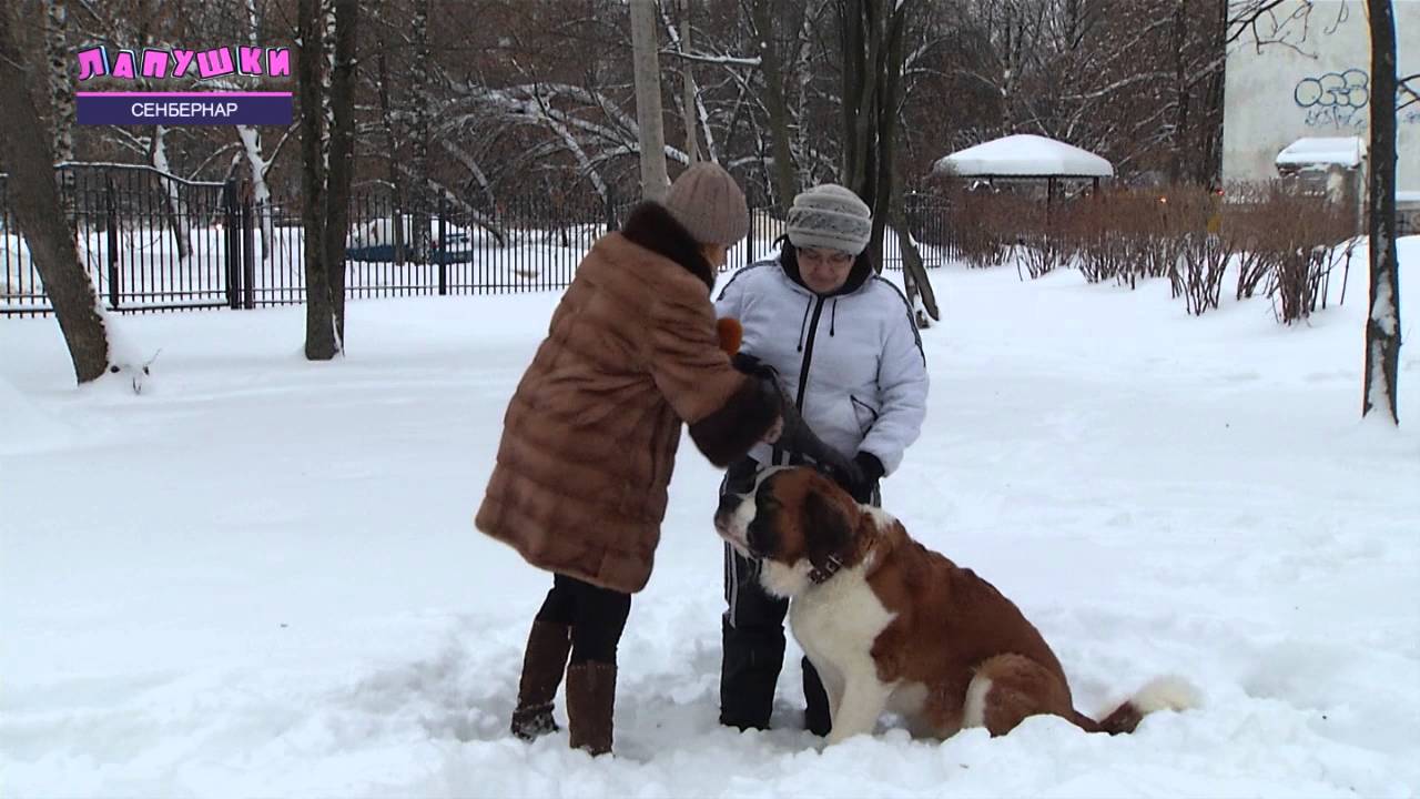 Лапушки 08 Сенбернар