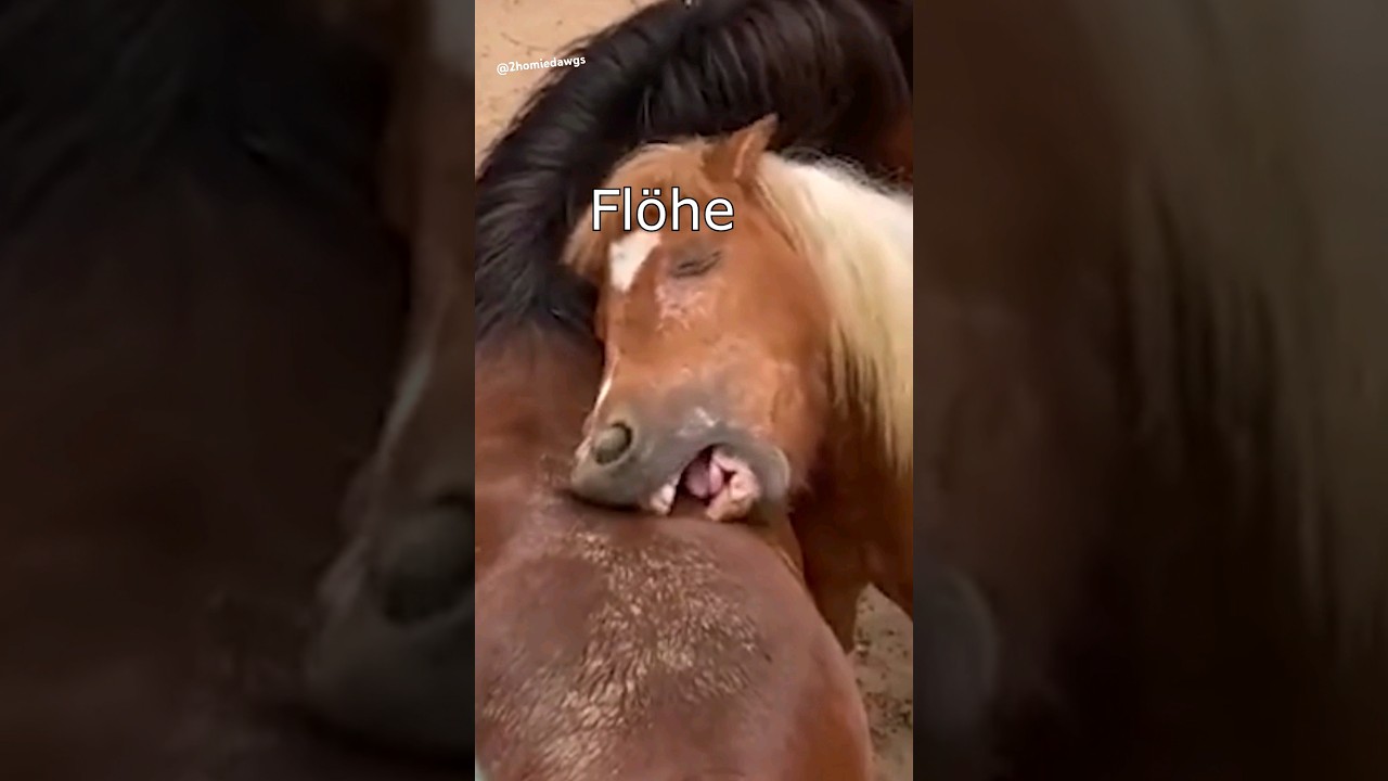 Die Dawgs haben Flöhe #lustig #witzig #funny #tiere #animals #meme #lachen  #happy #2homiedawgs - YouTube, image size:1280x720