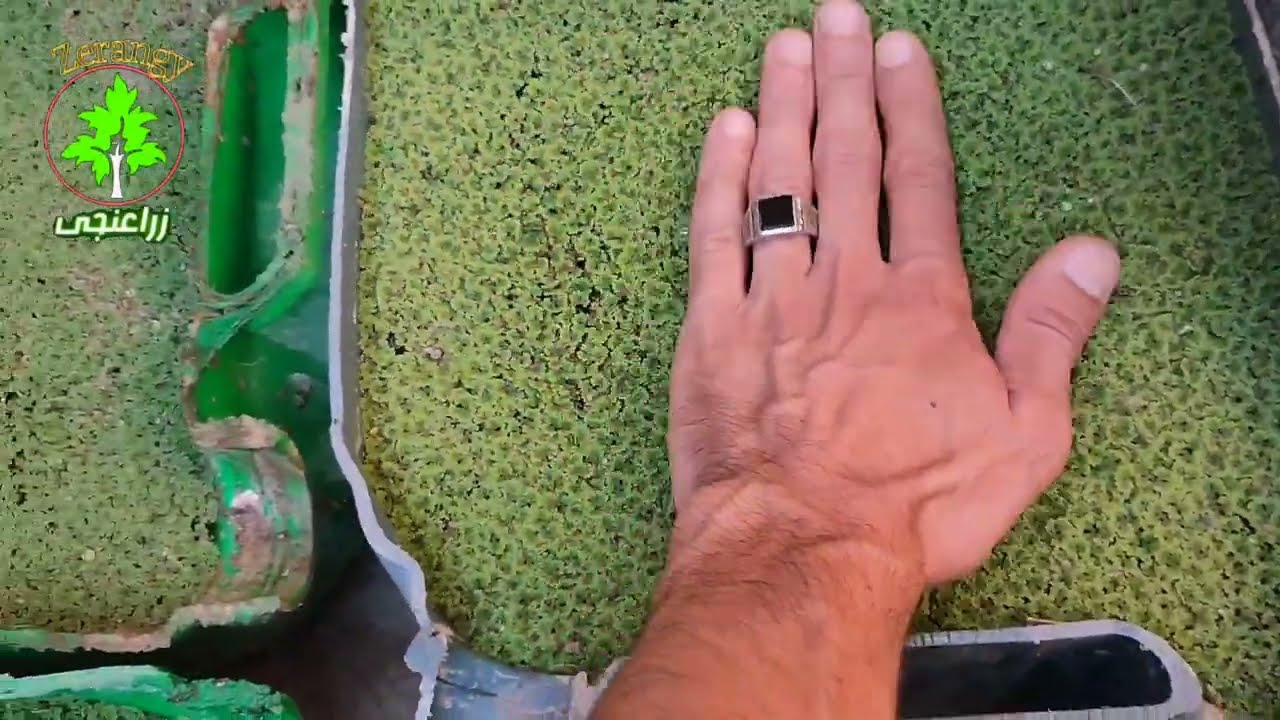 زراعة الأزولا| أول تسميد للازولا بعد زراعتها بدون تربه زراعيه