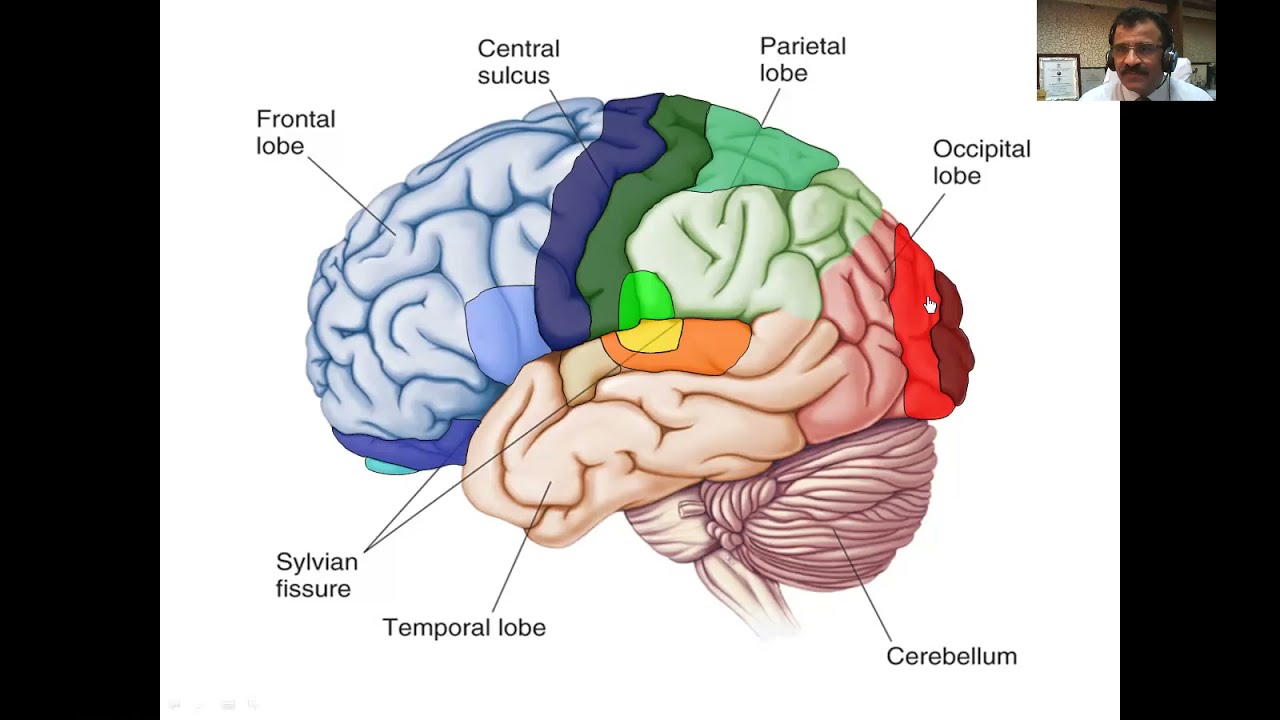 NEUROANATOMY (Part-2)