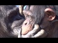 Chimps grooming session Marina & Max at Tama Zoo