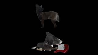 An Edit Of My Dogs This Took Me An Hour To Make