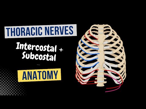 Video: Kurš galvaskausa nervs ielīst krūškurvī?
