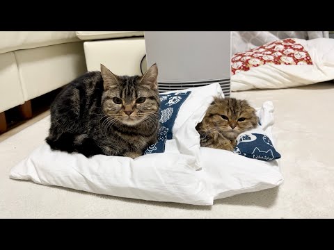 先住猫が布団でお昼寝する子猫にどんどん近づいていったらこうなりましたw