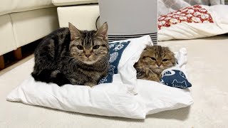 先住猫が布団でお昼寝する子猫にどんどん近づいていったらこうなりましたw