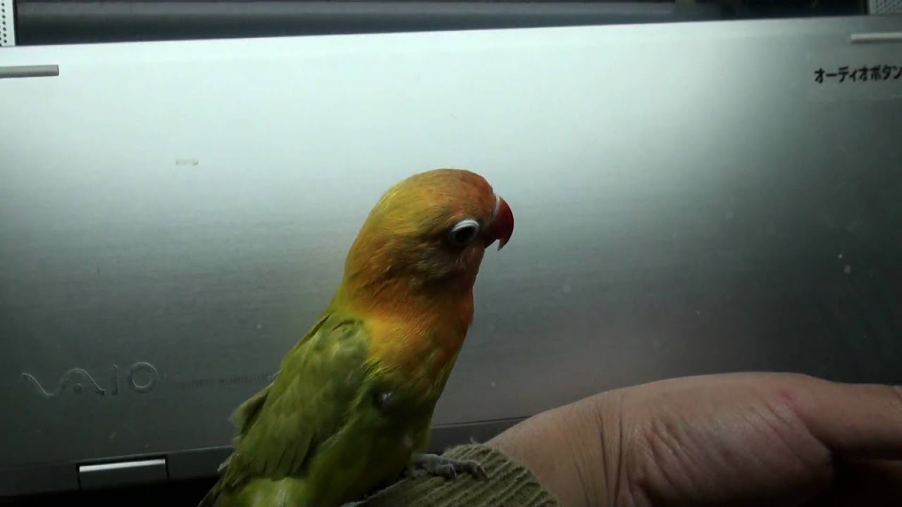 成長したヤマブキボタンインコ Youtube
