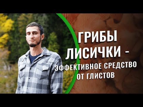 Грибы лисички - эффективное средство от глистов