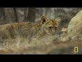 Inside the Wild World of Big Cats & Cheetahs | MEGA Episode Compilation | Nat Geo Animals