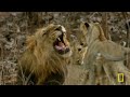 Inside the Wild World of Big Cats & Cheetahs | MEGA Episode Compilation | Nat Geo Animals