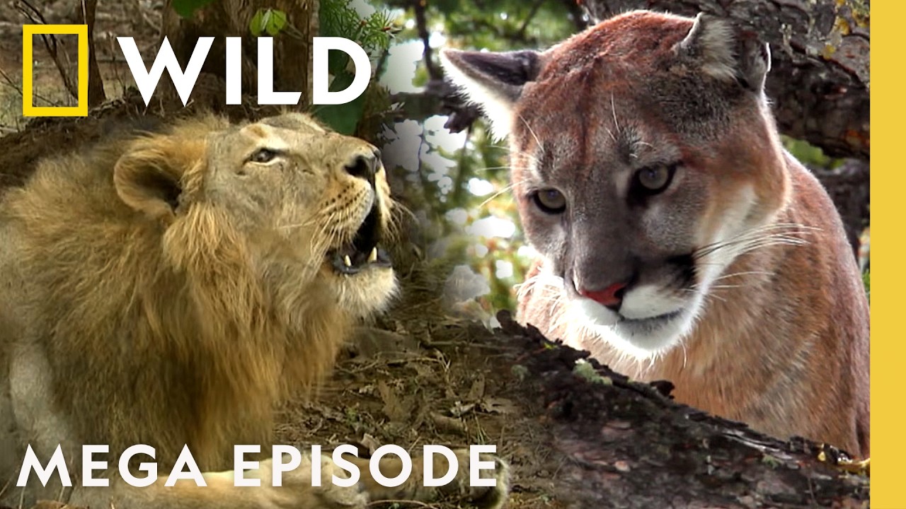 Exploring the Majestic Realm of Big Cats and Cheetahs | MEGA Episode Compilation | Nat Geo Animals – Documentary