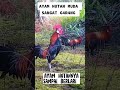 Pikat ayam hutan | dapat ayam hutan jantan merah mudah