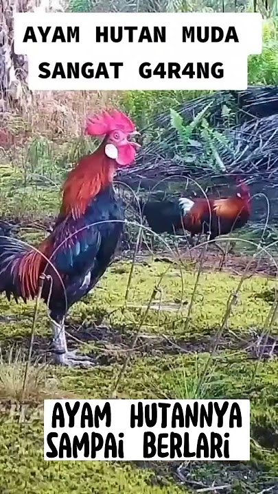 Pikat ayam hutan | dapat ayam hutan jantan merah mudah
