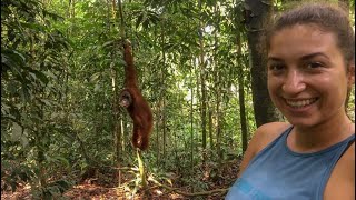 Tourist gets kidnapped from an Orang Utan  Bukit Lawang (Indonesia)