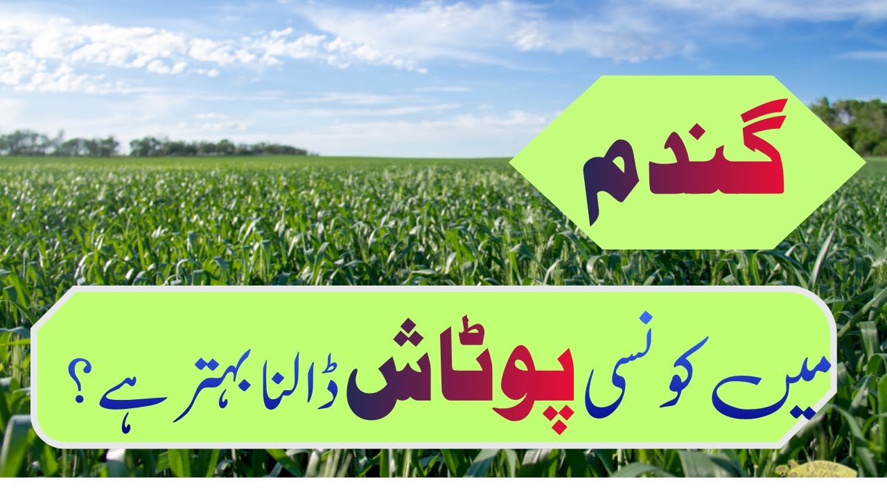 Which potash is best for high wheat crop yield?گندم کی زیادہ پیداوار  کے لیے کون سی پوٹاش بہتر ہے۔