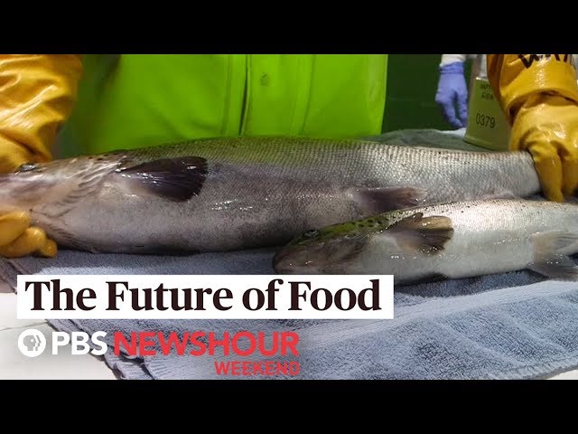 Future of Food: This genetically engineered salmon may hit U.S.