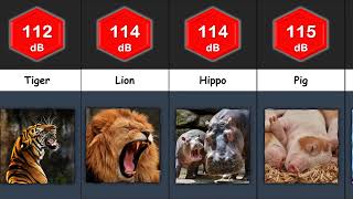 Comparison: The Loudest Animals