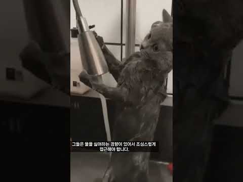 고양이 목욕할땐 이렇게 해보세요!! #shorts #고양이 #목욕 #고양이목욕 #고양이집사