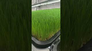 How to Set Up a Commercial Hydroponic Fodder System for High-Density Grass Growing