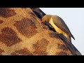 Red-billed Oxpecker