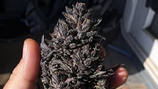 Lsd 25 harvest canna family video 1