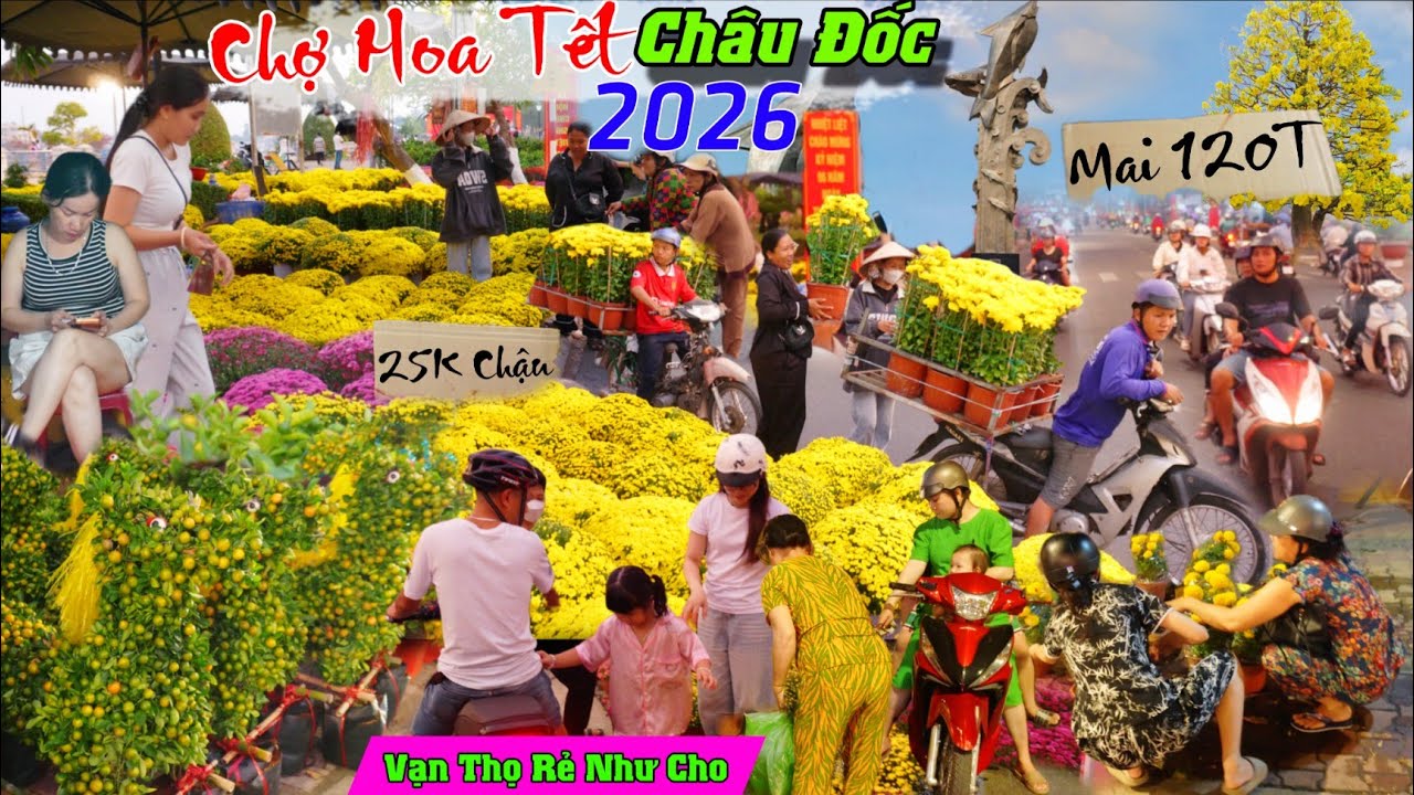 Vỡ trận Hoa tết Châu Đốc xổ vạn thọ tràn lan 10K 25k chậu rẻ như cho chợ hoa tết 2026