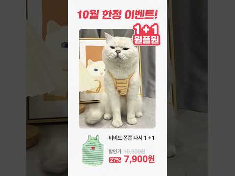 고양이옷 원플원 한정 이벤트!