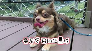 蕭敏峰 - 離世寵物專屬歌曲AI製作+影片編輯