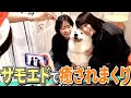 【犬】サモエドちゃん達にいっぱい遊んでもらったよ！［蕎麦とハンバーガー］