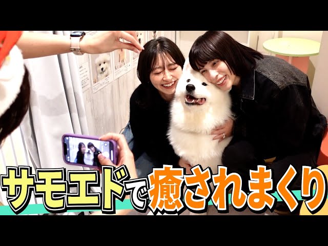 ラモちゃん様　ご相談 犬】サモエドちゃん達にいっぱい遊んでもらったよ！［蕎麦と