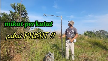 Mikat perkutut menggunakan PULUT !!