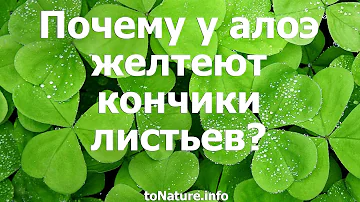 Почему у алоэ желтеют кончики листьев?