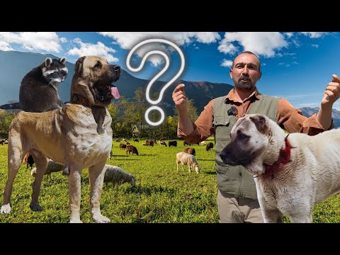 @MORKOYUNTV KANGAL EFE | DEV TULGA | RAKUN FİKO SAHNEDE ! @WOGZDOGZTV