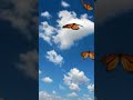 Effect of a butterfly