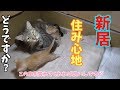 【子猫の成長記録】子猫の家を改造しました(生後27日目)