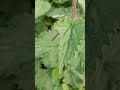 Hoverflies alot of people mistake these for wasps/bees