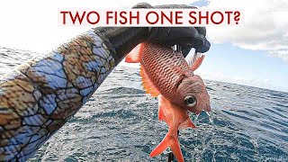 Threeprong spearfishing hawaii- “doubles"