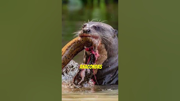 Giant River Otters | Even Apex Predators Fear This Animal