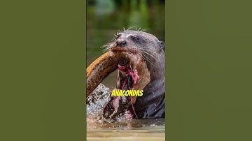 Giant River Otters | Even Apex Predators Fear This Animal