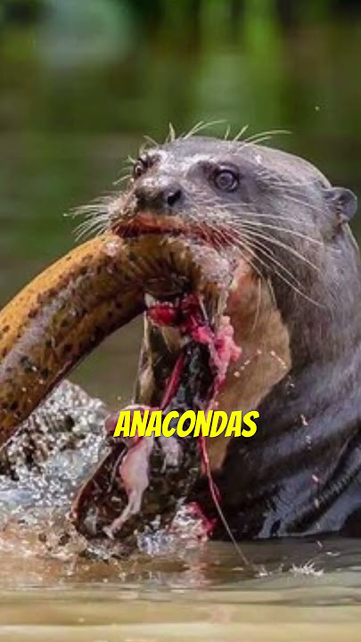 Giant River Otters | Even Apex Predators Fear This Animal