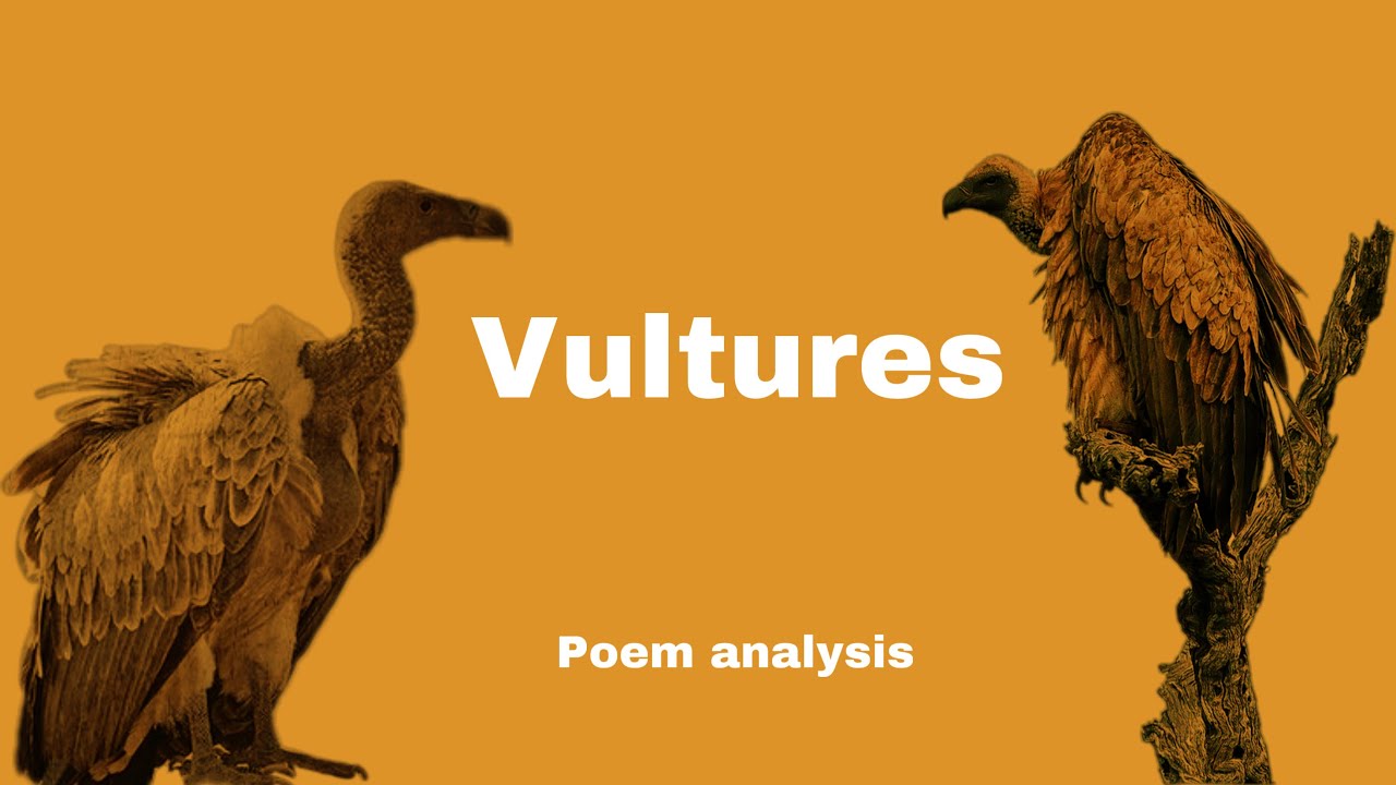 vultures poetry essay