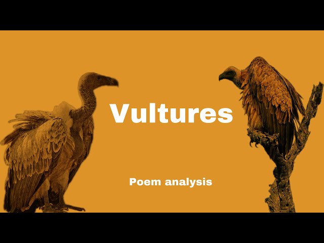 Vulture (Urubu English Version) - song and lyrics by Zanna