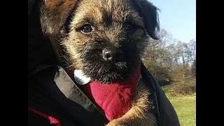 Diggy Dog the Border Terrier puppy  My first week in my new home! (9 weeks old)