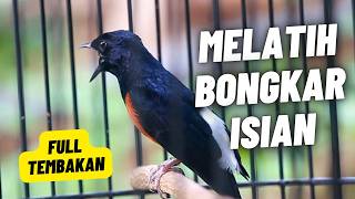 MURAI BATU GACOR FULL ISIAN TEMBAKAN MEWAH SANGAT AMPUH MELATIH MURAI BONGKAR ISIAN