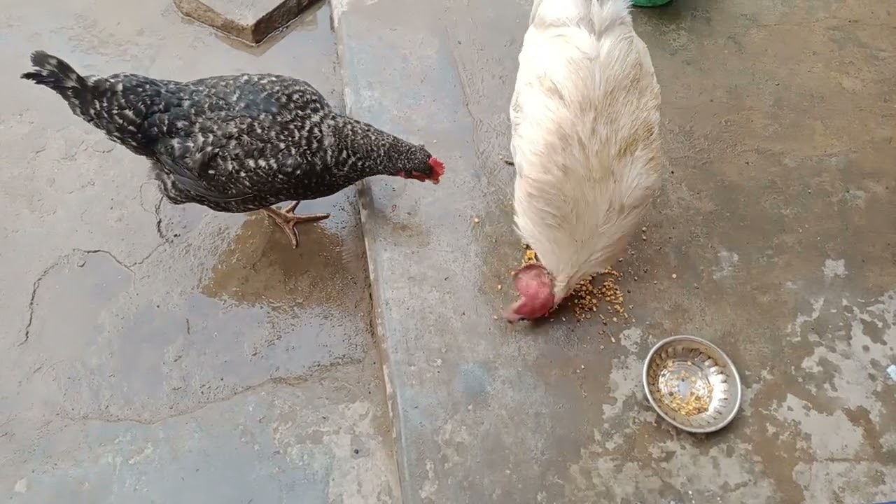 Pannu ko mili namkeen Panni bhi khane bhagi