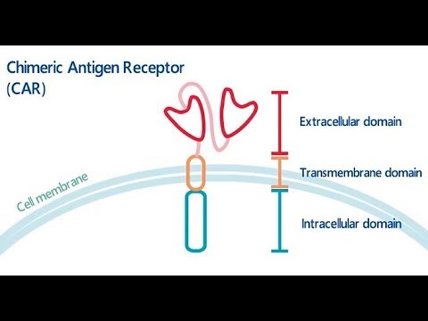 Video: Anti-CD166 / 4-1BB Chimeric Antigen Reseptor T Sel Terapi Untuk Rawatan Osteosarcoma