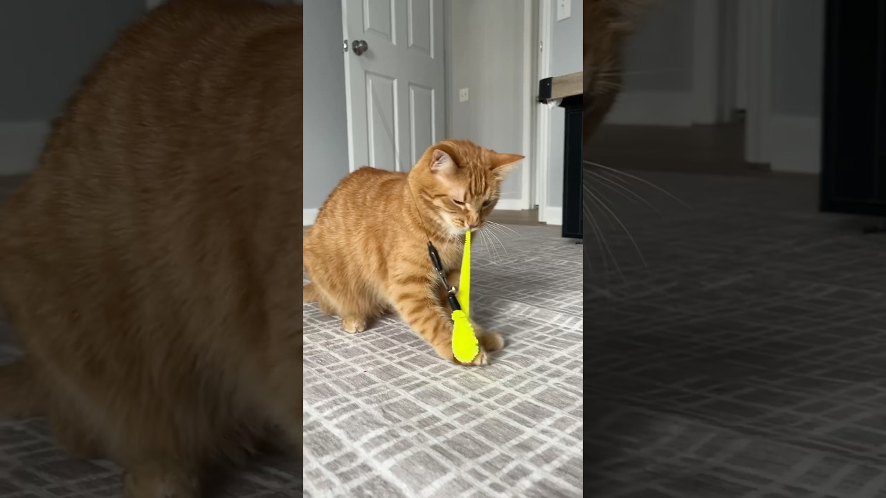 KURT LOVES THIS CAT ZIPLINE - YouTube